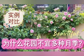 为什么花园不宜多种月季？