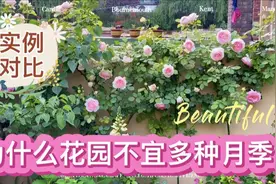 为什么花园不宜多种月季？视频封面