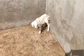 新出生的小羊崽视频封面