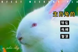 生肖兔出生的时辰不同性格也有很大区别，快看你生于哪个时段？视频封面