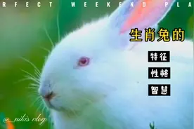 生肖兔出生的时辰不同性格也有很大区别，快看你生于哪个时段？视频封面
