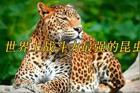 世界上战斗力最强的昆虫，你们还知道几个呢？视频封面