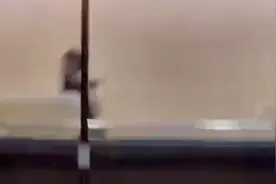 白鹿周深范丞丞奔跑吧撕名牌路透，臭屁妍：看！我可没被撕哦！视频封面