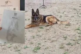 德牧犬怎样办理血统证、繁育证，