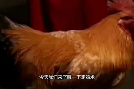 湖南湘西神秘的“定鸡术”大揭秘视频封面