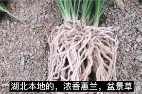 养兰花如何选择花盆尺寸，宜大不宜小，太拥挤营养不足还挤坏芽点视频封面