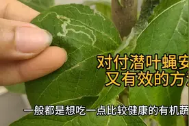 楼顶菜园潜叶蝇大爆发，教你一招，安全又有效！
