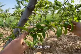 桃树这个时间段疏果，用这样的方法，个个都是优质果，2分钟学会视频封面
