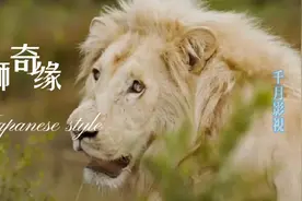 耗时三年真实拍摄，小女孩和狮子一起生活，女孩长大后无人敢惹视频封面