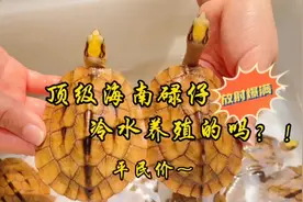 冷水养殖才会有放射纹？纯种海南西线下大黄头金钱龟碌仔