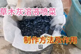 草木灰泡水喷施蔬菜厉害了，原来对蔬菜有这么多好处，值得收藏视频封面