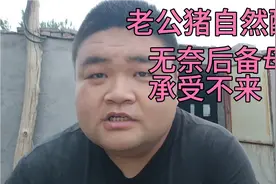后备母猪发情期，用老公猪自然配种，母猪承受不住无法配种！视频封面