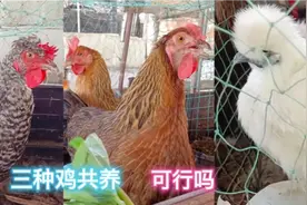楼顶种菜箱养鸡，芦花鸡最凶麻鸡最拽白凤鸡最弱，三种鸡共养行吗视频封面