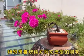 太阳花最新斜盆景造型，太绝了，简单又美观，看看是怎么做的吧视频封面