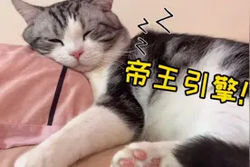有一只死乞白赖的粘人小猫咪，就想和你睡，是一种什么样的体验？视频封面