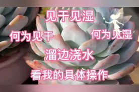 见干见湿，三种方法教你“见干”，一学就会，多肉根系更发达强壮视频封面