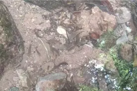 这么高的山上都有野生鱼，这鱼到底是怎么来的，真的想不出来？视频封面