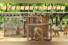 笼子里关着强壮凶狠的公猴，都被当地捕获并转移视频封面