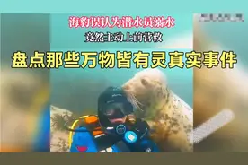 盘点万物皆有灵真实事件，狗狗不顾一切冲进火海救主人，让人泪目视频封面