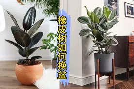 橡皮树如何长得更茂盛？换盆时要注意什么问题视频封面