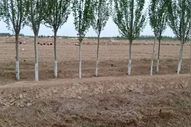 甘肃朋友到内蒙承包这么多土地 种玉米 成本就接近两千元利润如何视频封面