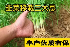 移栽韭菜三大忌，高产优质很简单，老农经验分享视频封面