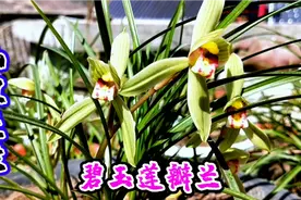 山里农家栽的兰花如同用碧玉点缀而成的花，清新脱俗暗香扑鼻视频封面