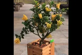 佛手的功效与作用视频封面