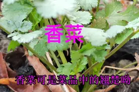 #香菜的生长习性#香菜的功效与作用#香菜是药食同源的蔬菜视频封面