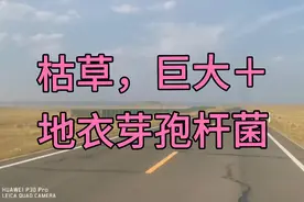 枯草＋地衣芽孢杆菌，巨大＋地衣芽孢杆菌，功效各有侧重。视频封面