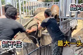 农村人养猪真大，第一次见这么大的肥猪，一般人真没见过，多少斤视频封面