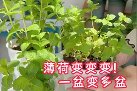 种薄荷不用买，学会这个方法，一盆变多盆，阳台实现薄荷自由视频封面