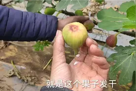 朋友的无花果，干瘪发软不膨大，什么原因？这2点别忽视！视频封面