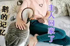 主人今天回家，宠物鹅两个月没见过主人了，它还能记得主人吗视频封面