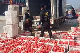 河南西红柿真便宜，几百公里的客商来批发，猜猜多少钱一斤？视频封面