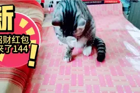 听老人讲猫连继的洗脸和舔毛那是给主人招财视频封面