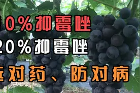 种好葡萄选对药、防对病！常用的2种抑霉唑！