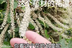 这种药材的花漂亮，容易种植，价格好产量高视频封面