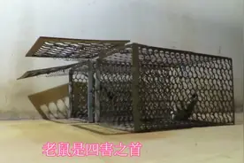 想活捉老鼠，那么老鼠笼就是非常好的捕鼠工具，有视频有真相！视频封面