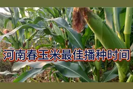 河南春玉米什么时候播种最好？做好以下几点是关键！