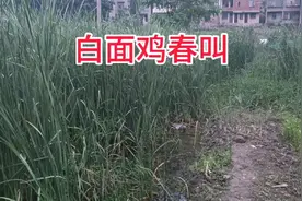 白面鸡叫声，搞水鸡叫声视频封面