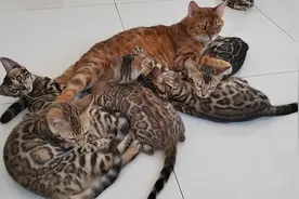 大爱无疆！不仅在人类社会，猫咪世界也是如此，来看看公主吧！视频封面