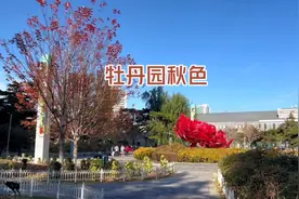 长春牡丹园秋色宜人，面积不大景观全，牡丹花抱团取暖准备过冬视频封面