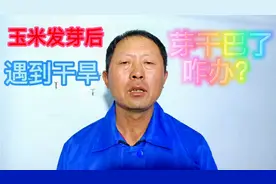 玉米发芽后，遇到干旱芽干巴了咋办？看了我的视频希望能帮到您视频封面