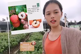 桂味，有桂花香味而得名.果实圆球形，果肉甜核小，七月上旬成熟视频封面