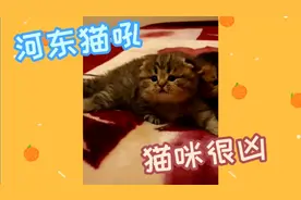 对着超凶的小猫咪不断吹气，会发生什么呢？后面竟有一只藏了起来