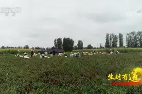 金塔辣椒成为国家地理标志保护产品视频封面