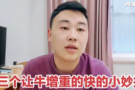 如何喂牛能让牛长的更快？分享三个增重妙招，听听养牛小伙怎么说视频封面