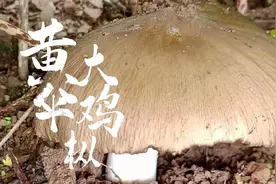 今年见过最大的鸡枞，云南大山深处的美味山珍视频封面