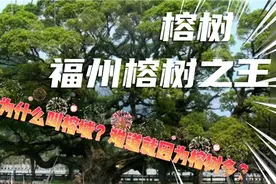 走进榕城一福州，北方及西北人向往的市容树